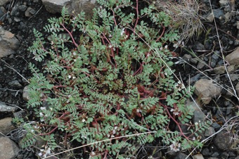 Astragalus