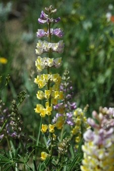 Lupine