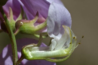 Vicia = section revealing didelphous stamens (9+1) in a papilionaceous flower