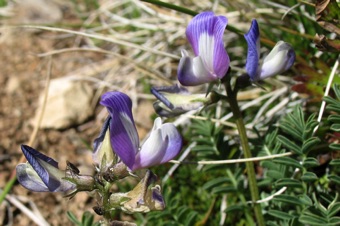 Astragalus - Argentina