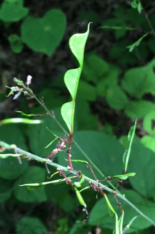 Desmodium - modified legumes that break apart into indehiscent 1-seeded segments are called loments