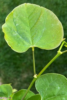 Cercis &ndash; redbud leaves are simple with entire margins, and have a pulvinus at base of petiole and pulvinule at base of blade