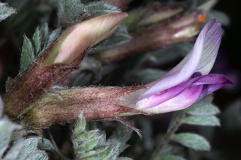 Astragalus sp. from Emery Co., UT.  Papilionaceous flower.
