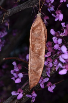 Legume from previous year in front on spring red bud flowers