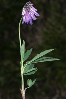 N17_4615_mod21.jpg
