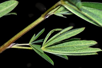 Lupinus have palmately compound leaves; see stipules at the base.
