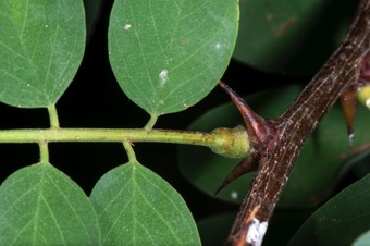 Robinia (black locust) base of compound leaf with pulvinus and stipular spines