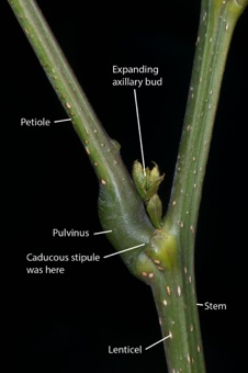 Albizia stem/leaf terminology