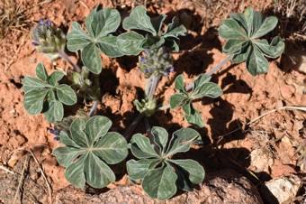 Pediomelon