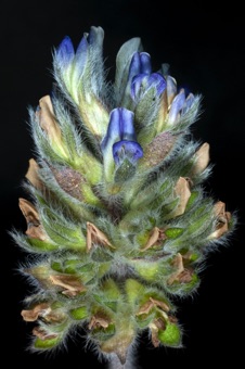 Pediomelon