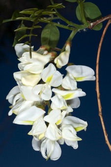 Robinia (black locust) flowers