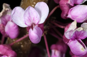Redbud are Caesilpinioideae with banner inside the wings and lower two petals free.