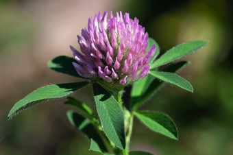 Clover; these tiny flowers are Papilionaceous in form; the inflorescence is a head.
