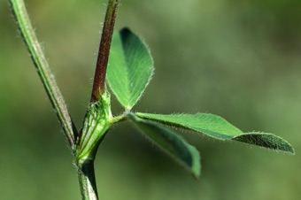 Clover - wing-like stipules at base of ternate leaf