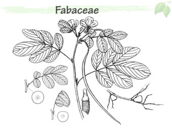 Fab03.png