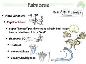 Fab05.png