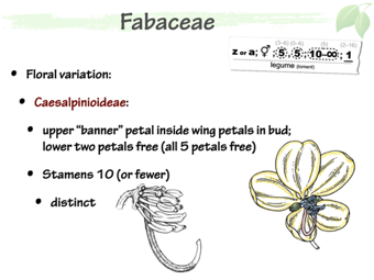 Fab06.png