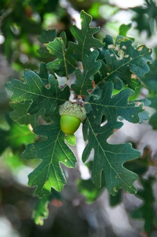 Quercus gambelii (scrub oak)