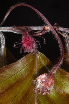 Fagus (beech) - male inflorescence head and female cupule