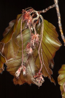 Fagus male inflorescences