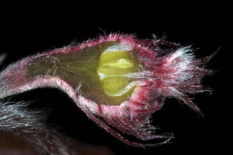 Fagus - section through a young female cupule showing multiple nuts