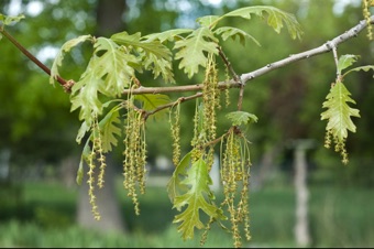 Oak - male catkins