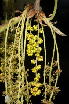 Oak- male catkins