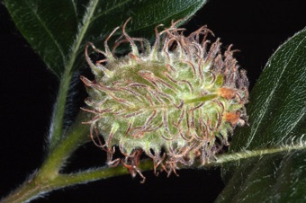 Fagus - maturing female cupule