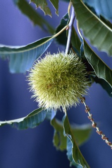 Castanea dentata - fruit and male inflorescence (courtesy of Jim Hardin)