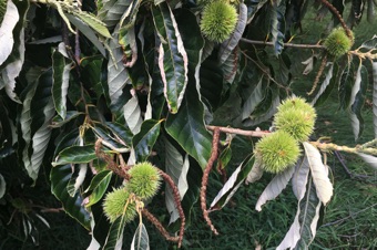 Castanea (chestnuts) - Nauvoo