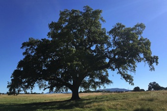 California live oak