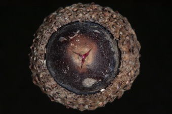 Acorn starting to germinate, with pericarp splitting along 3 lines (3 carpels)