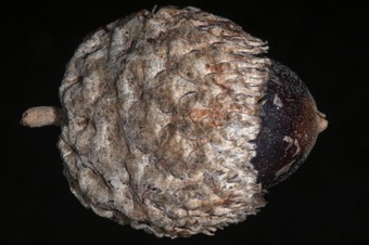 Acorn in cupule (cupule = whorled, connate involucral bracts)