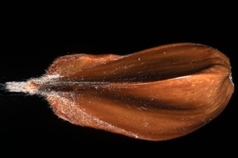Fagus (Beech) nut is three sided, from 3 fused carpels