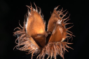 Fagus cupule with nut inside