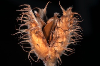 Fagus cupule with nut inside