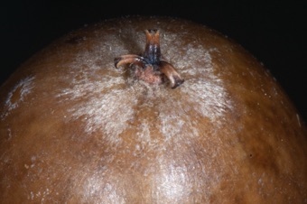 Acorn, mature, with 3 stigmatic lobes still apparent