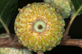 Young acorn with involucral bracts forming cupule