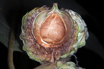 Section through an acorn, showing the involucral bracts (outermost), the pericarp, and the developing seed inside