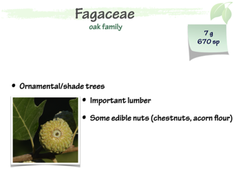 Faga01.png