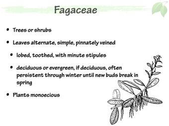 Faga02.png