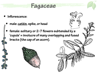 Faga03.png