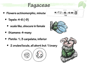 Faga04.png