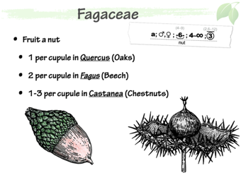 Faga05.png