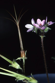 00346_Erodium_cicutarium_mod21.jpg