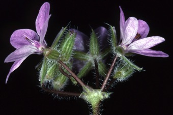 00348_Erodium_cicutarium_mod21.jpg