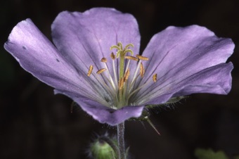Geranium maculatum