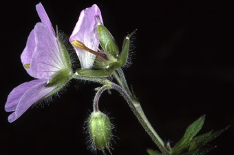 00354_Geranium_maculatum_mod21.jpg