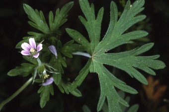 Geranium carolinianum