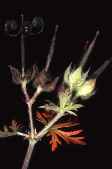 Geranium carolinianum